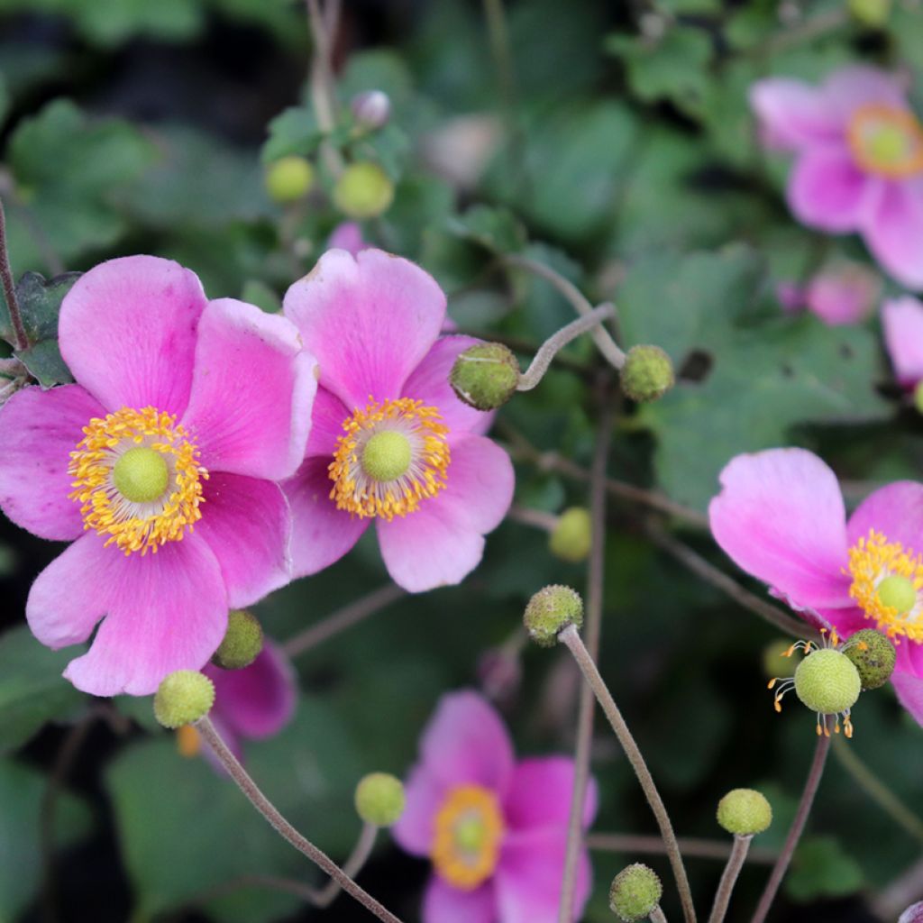 Anemone Hadspen Abundance