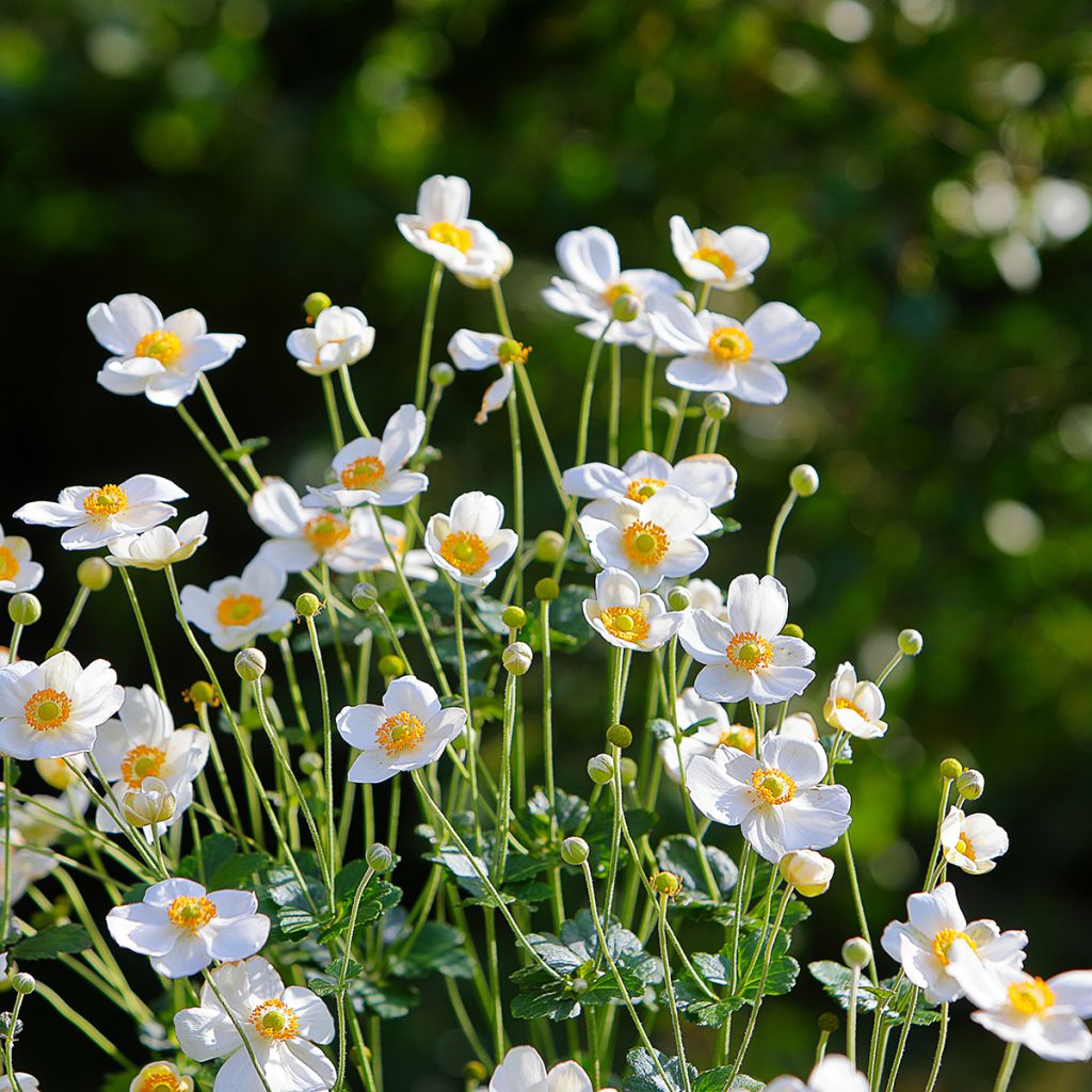 Anemone Honorine Jobert