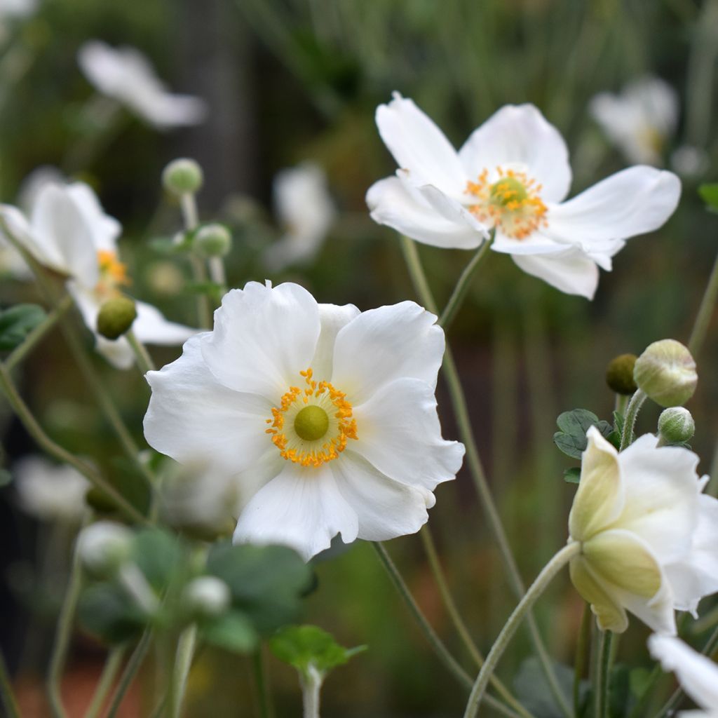 Anemone Honorine Jobert