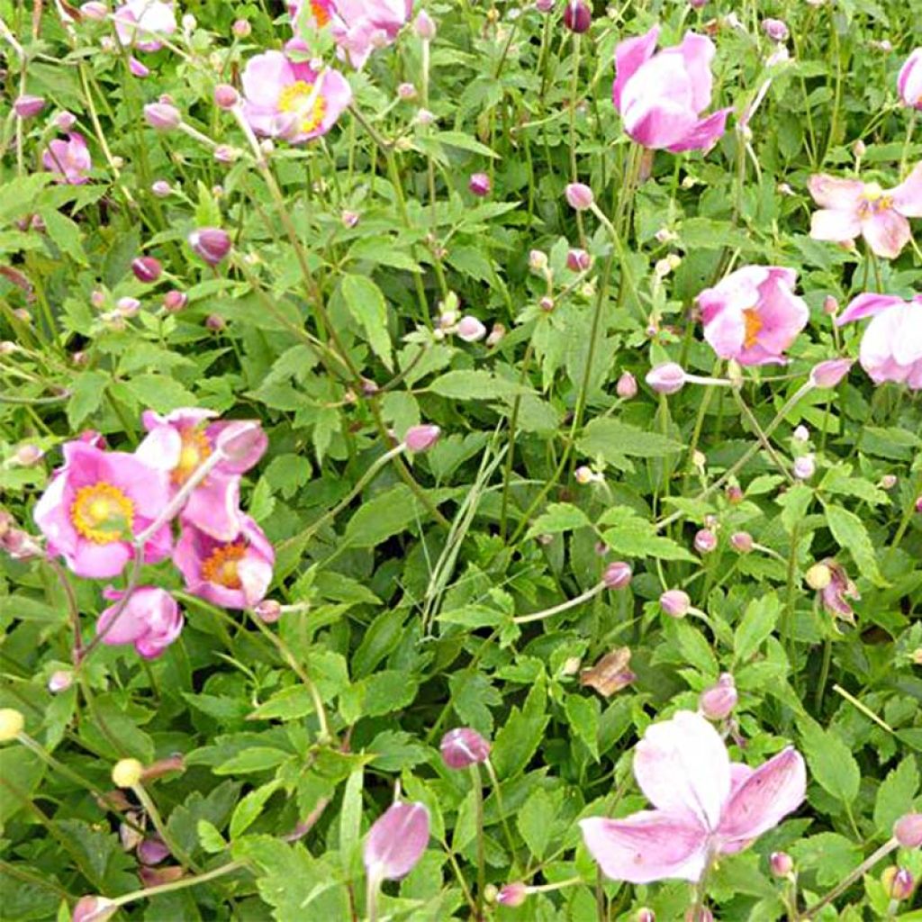 Anemone Pretty Lady Susan