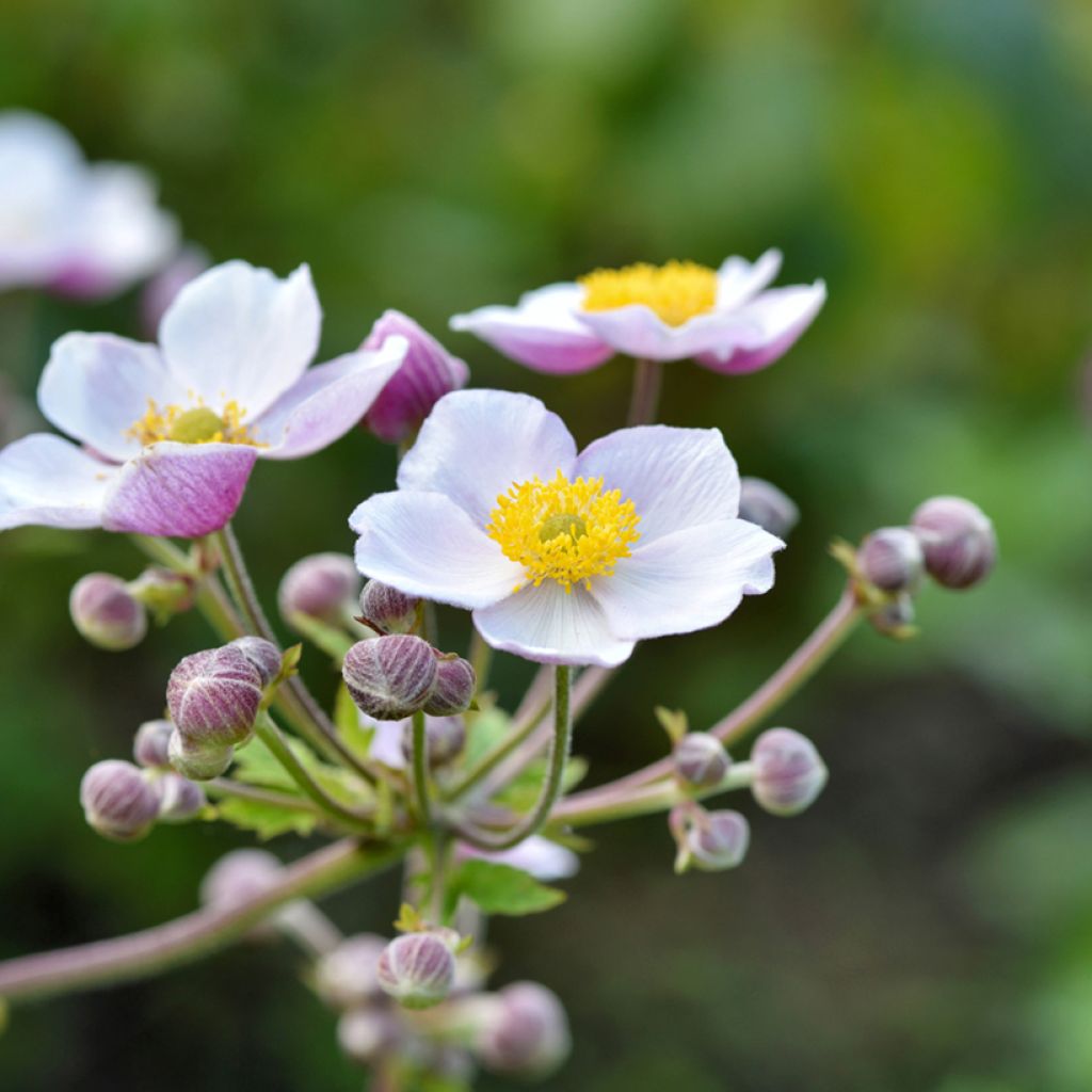 Anemone Regal Swan