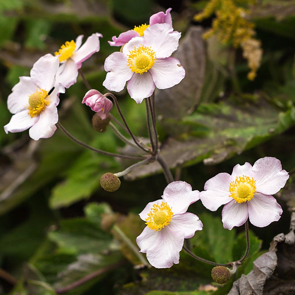 Anemone Regal Swan