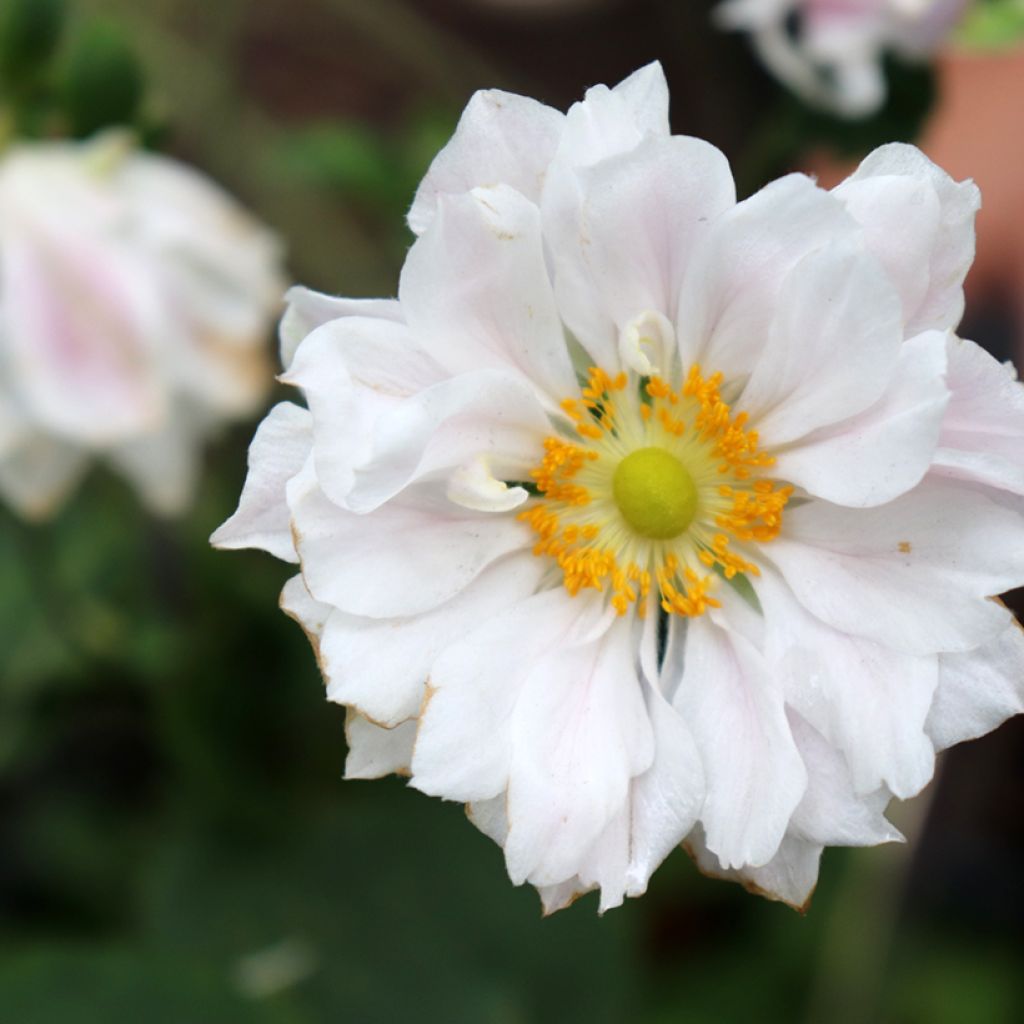 Anemone Whirlwind