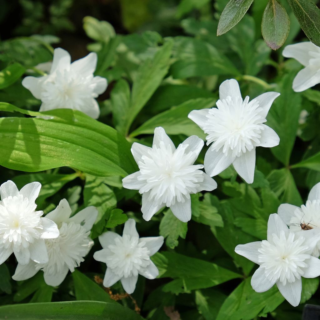 Anemone nemorosa Vestal - Anémona de bosque