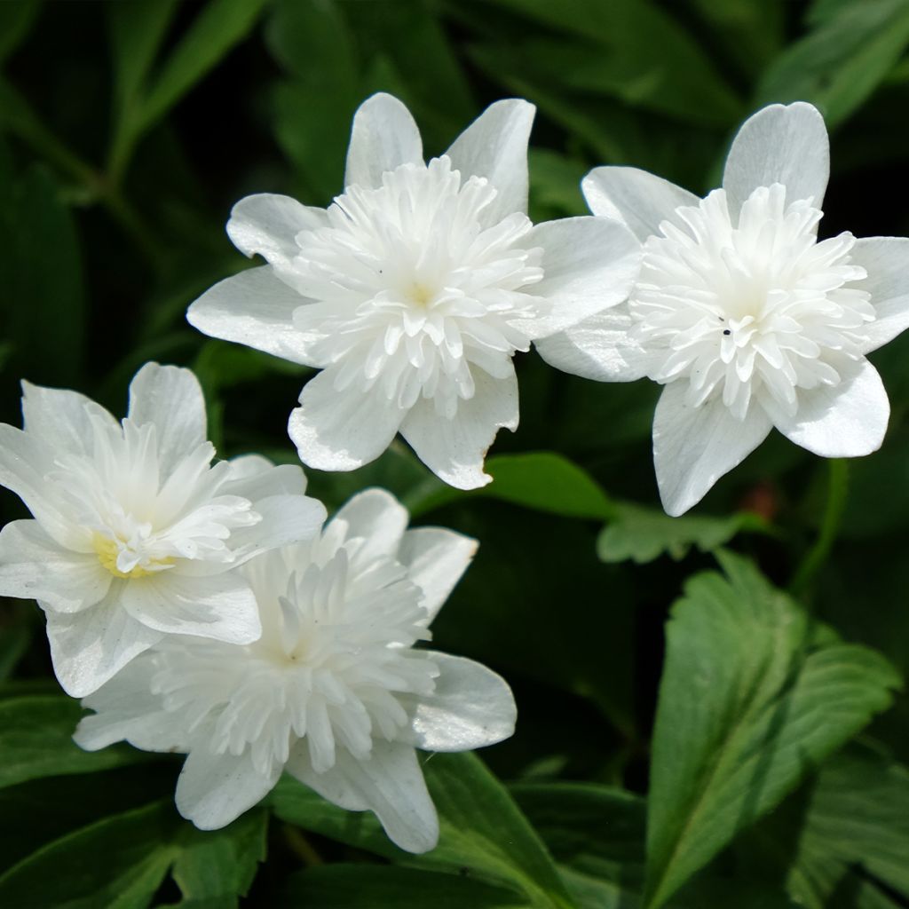 Anemone nemorosa Vestal - Anémona de bosque