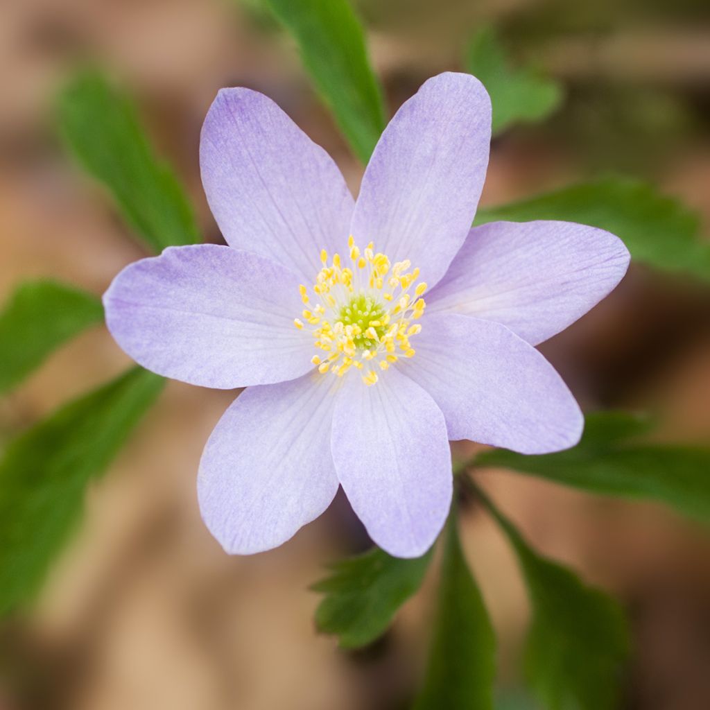 Anemone nemorosa Lucia - Anémona de bosque