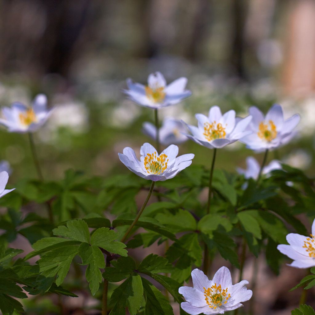 Anemone nemorosa Lucia - Anémona de bosque