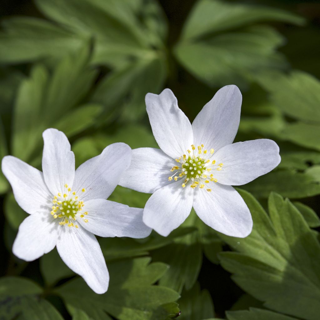 Anemone nemorosa Lychette - Anémona de bosque