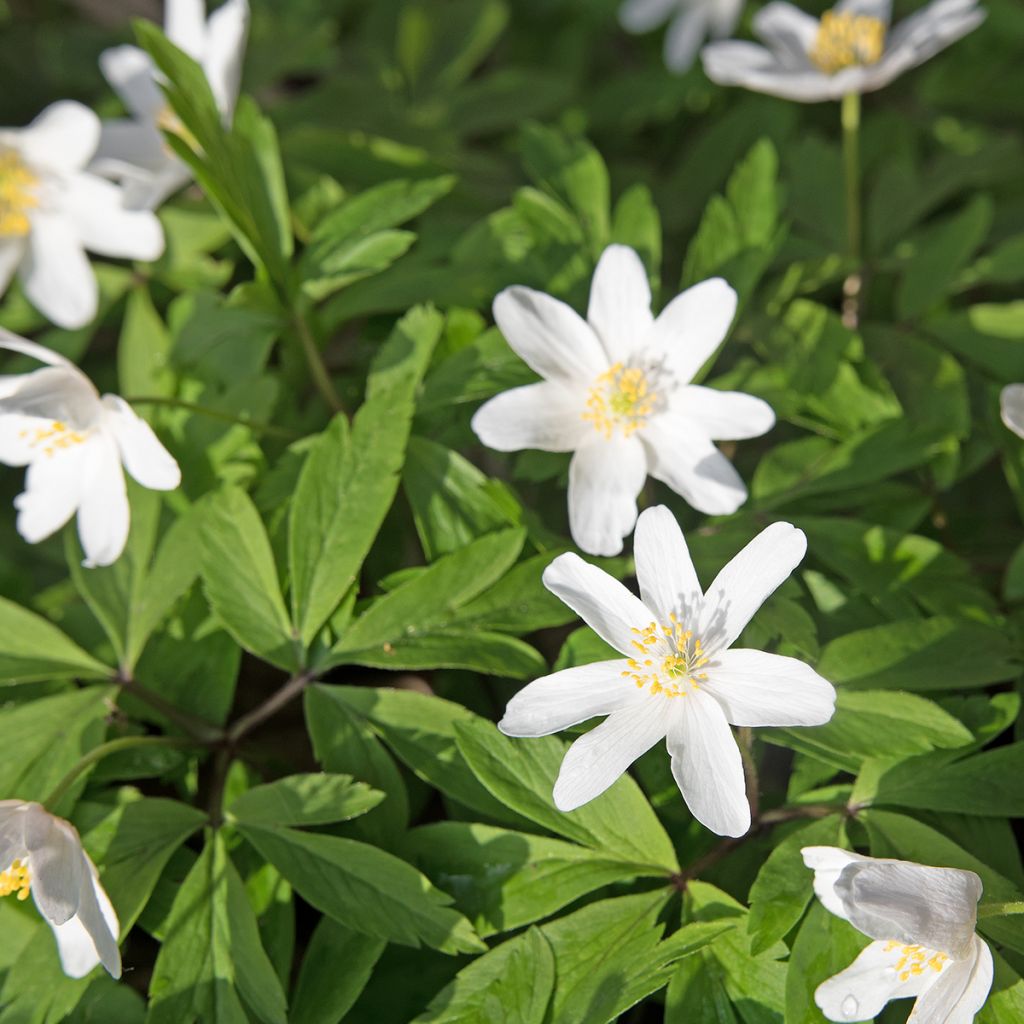 Anemone nemorosa Lychette - Anémona de bosque