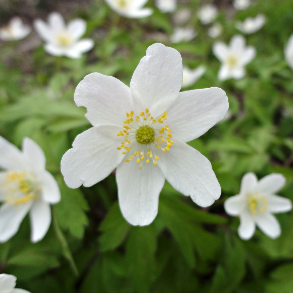 Anemone nemorosa Lychette - Anémona de bosque