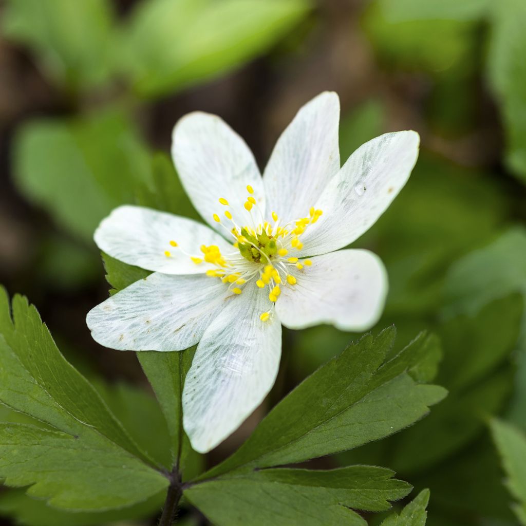 Anemone nemorosa Lychette - Anémona de bosque