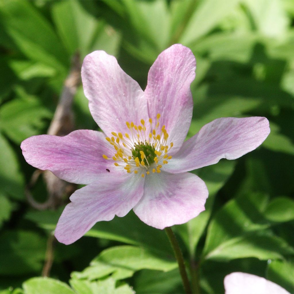 Anemone nemorosa Marie-Rose - Anémone des bois