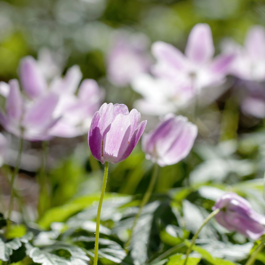 Anemone nemorosa Marie-Rose - Anémone des bois