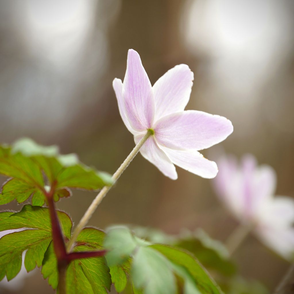 Anemone nemorosa Marie-Rose - Anémona de bosque