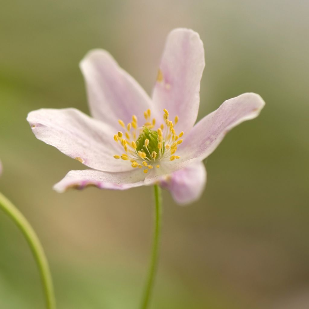 Anemone nemorosa Marie-Rose - Anémona de bosque