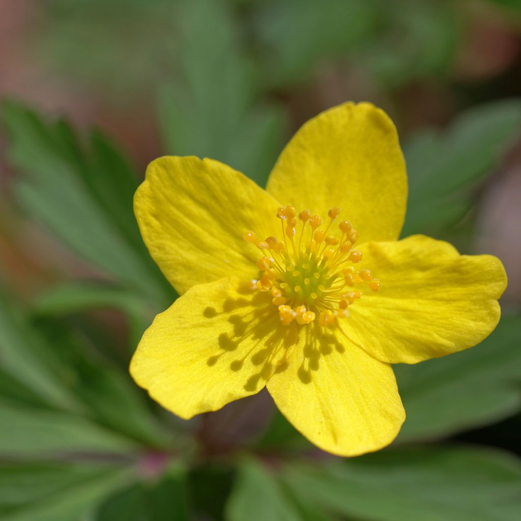 Anemone ranunculoides - Anémona amarilla