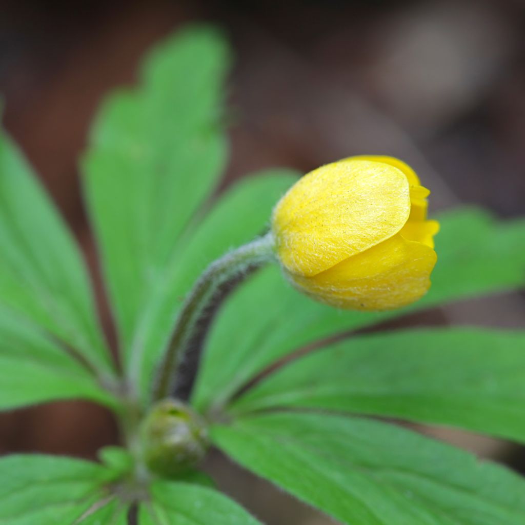 Anemone ranunculoides - Anémona amarilla