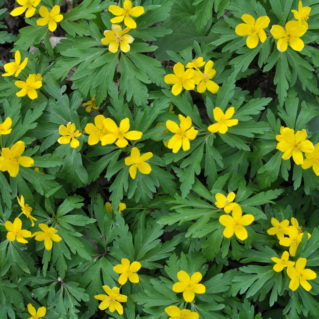 Anemone ranunculoides - Anémona amarilla