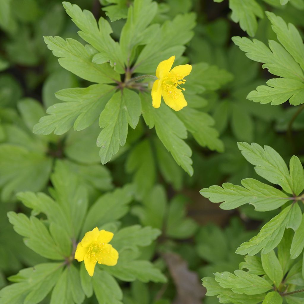 Anemone ranunculoides - Anémona amarilla