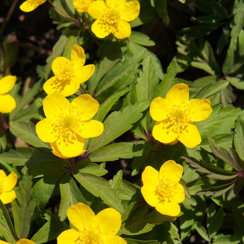 Anemone ranunculoides - Anémona amarilla