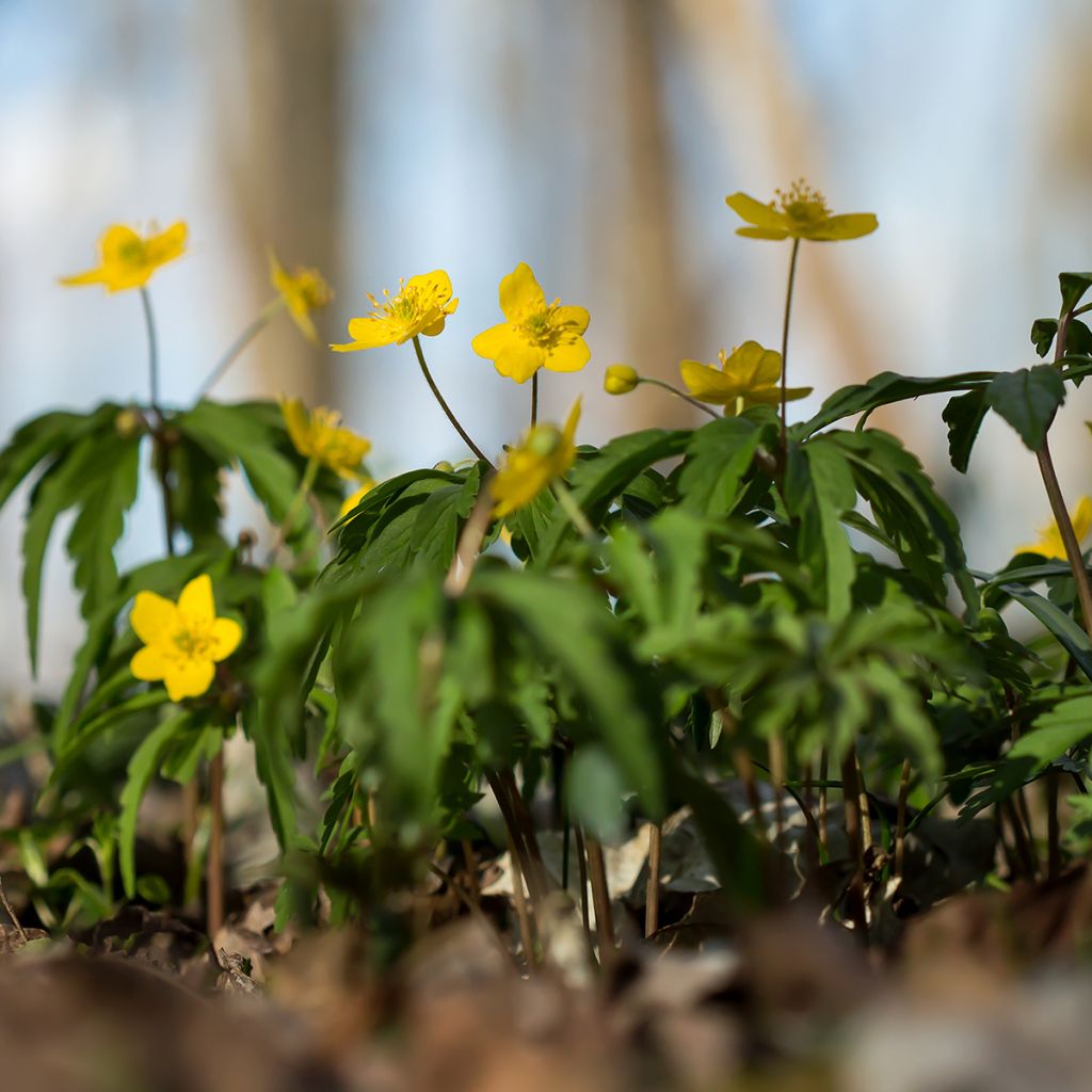 Anemone ranunculoides - Anémona amarilla