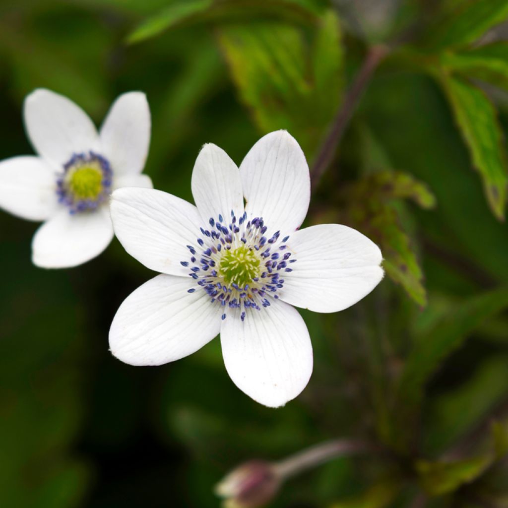 Anemone tetrasepala