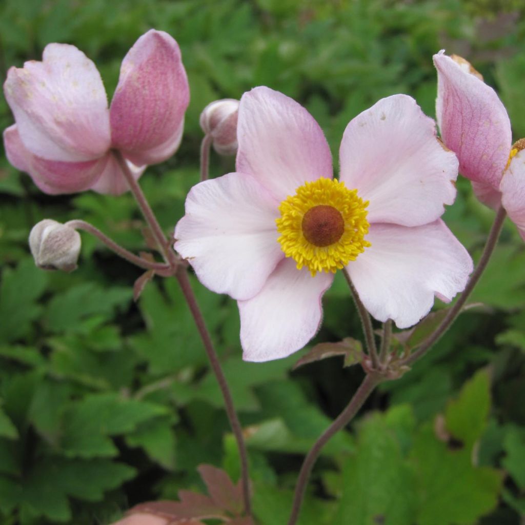 Anemone tomentosa Albadura