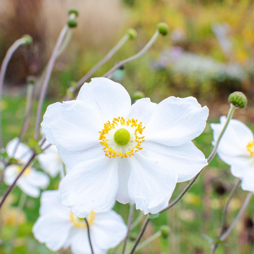 Anemone Whirlwind