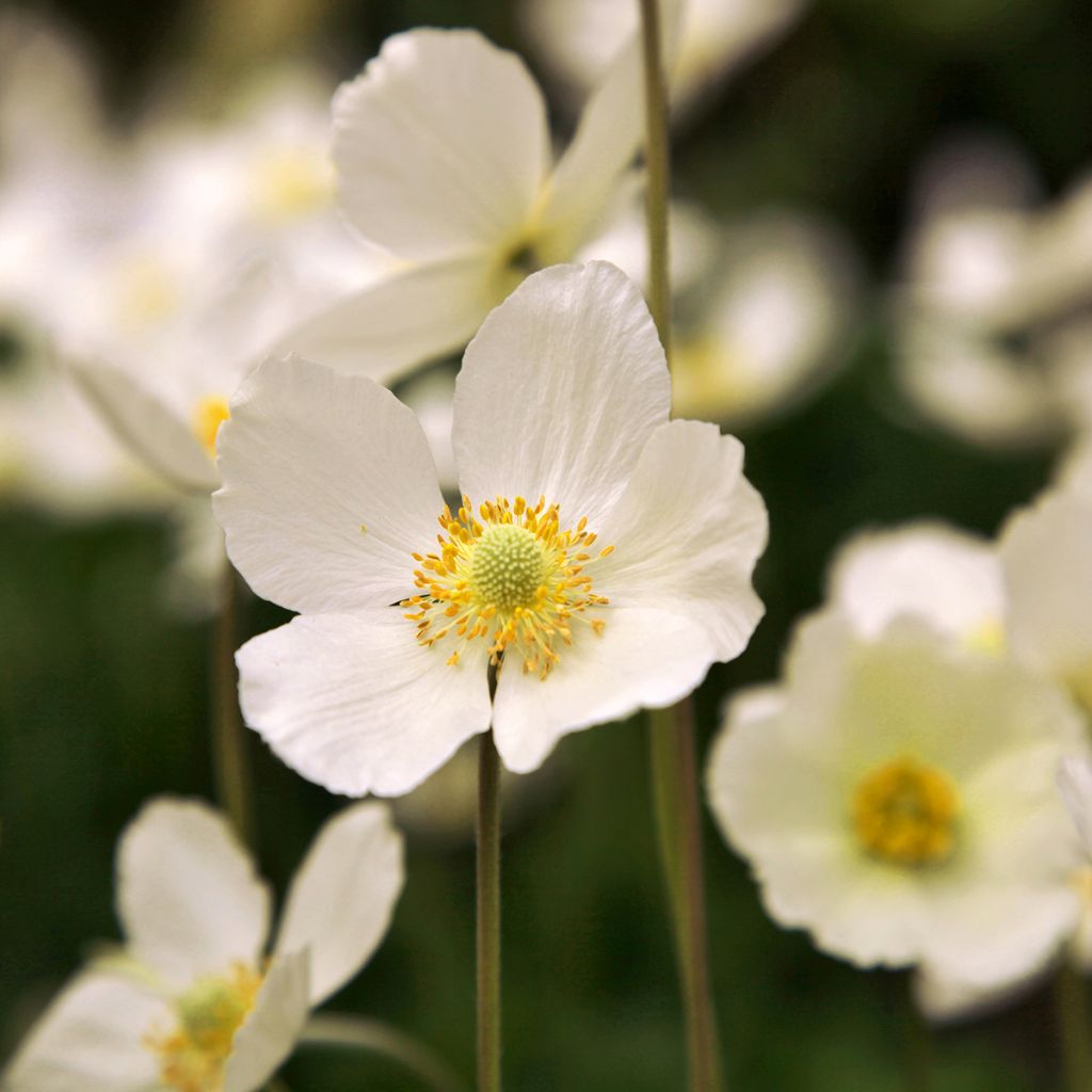 Anemone Whirlwind