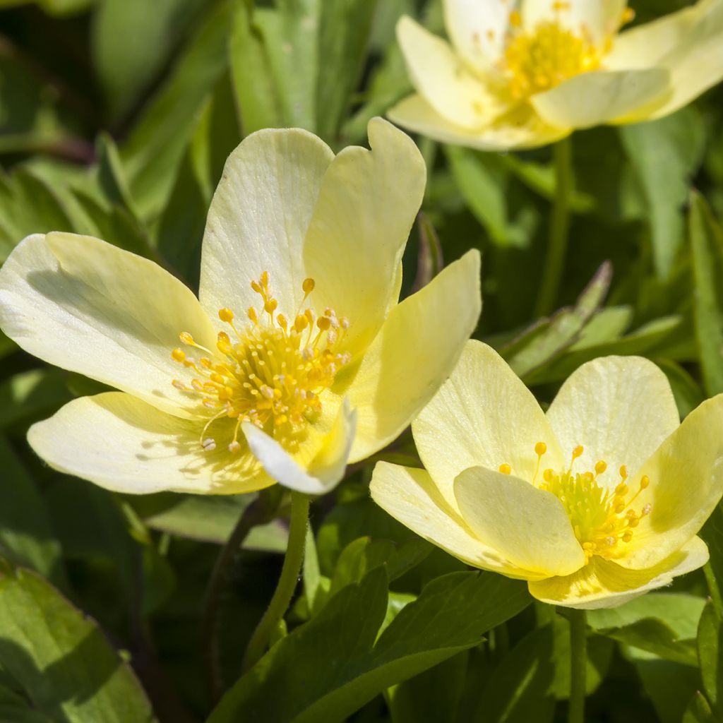 Anemone lipsiensis