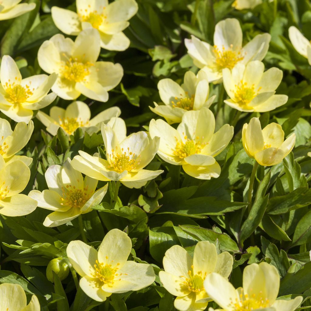 Anemone lipsiensis