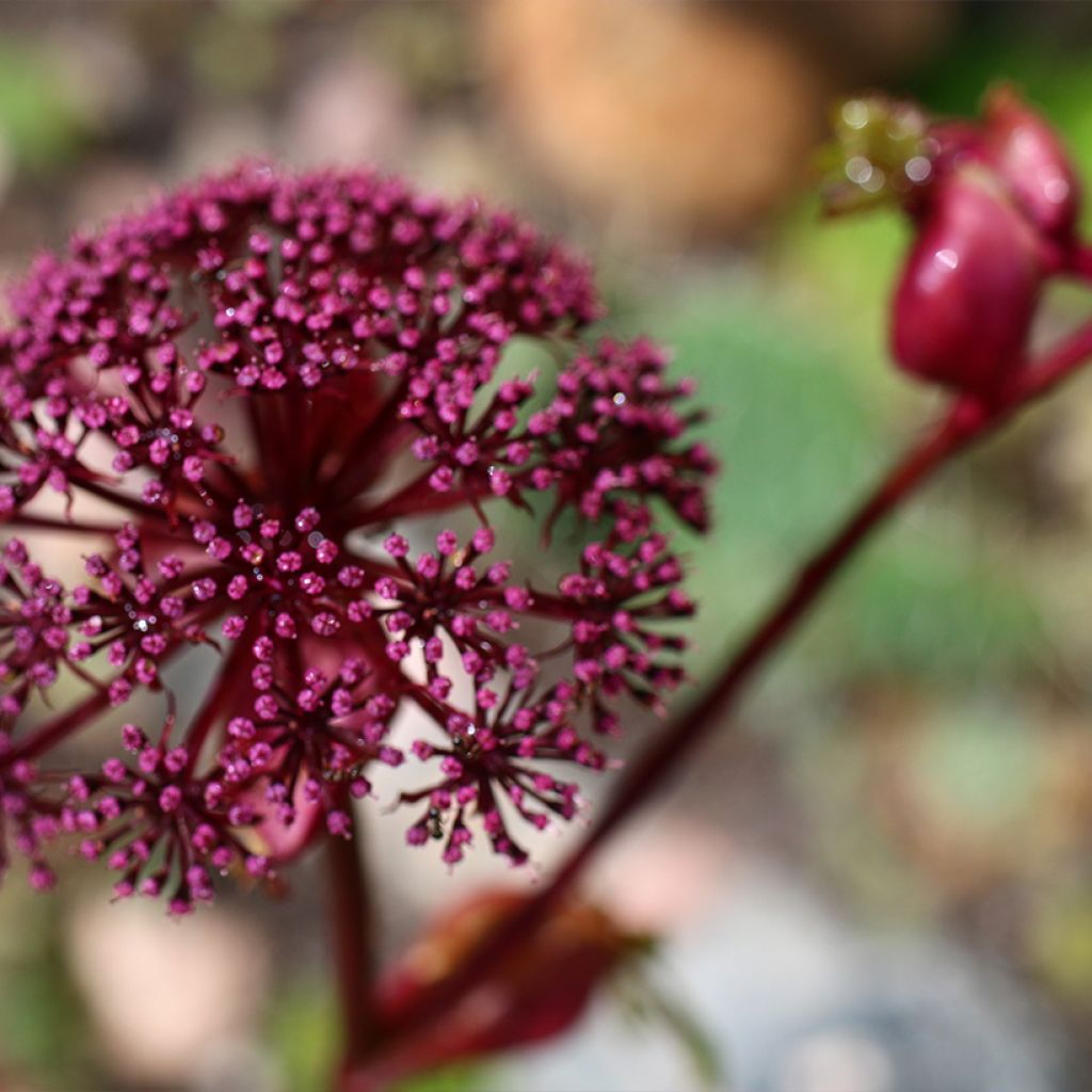 Angelica gigas - Angelica coreana