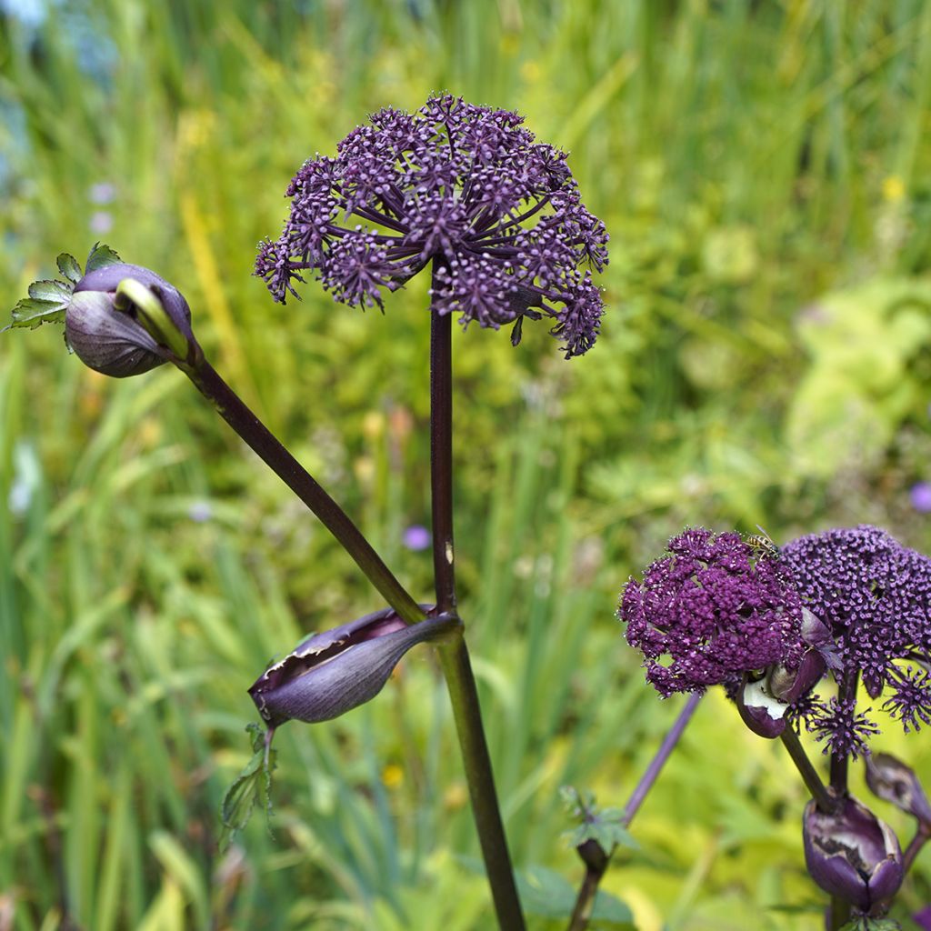 Angelica gigas - Angelica coreana