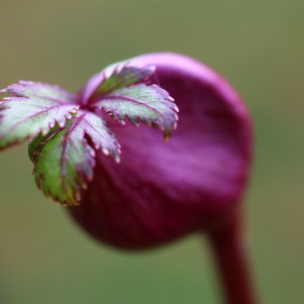 Angelica gigas - Angelica coreana