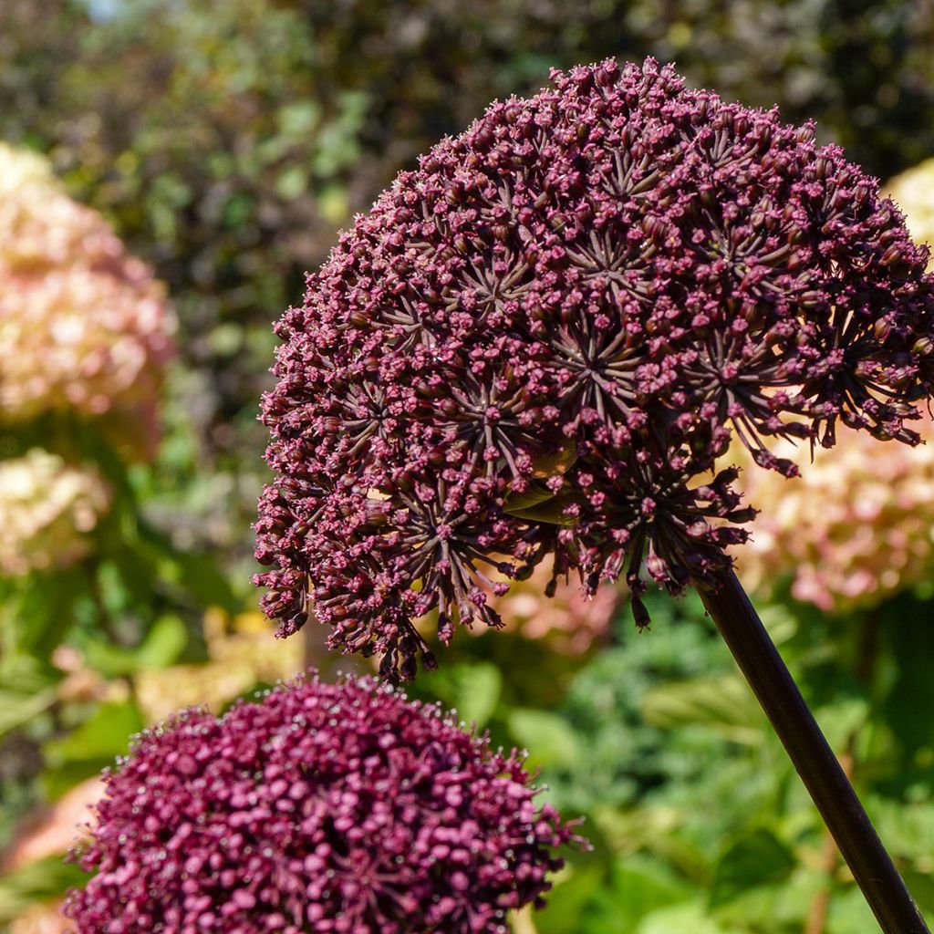 Angelica gigas - Angelica coreana