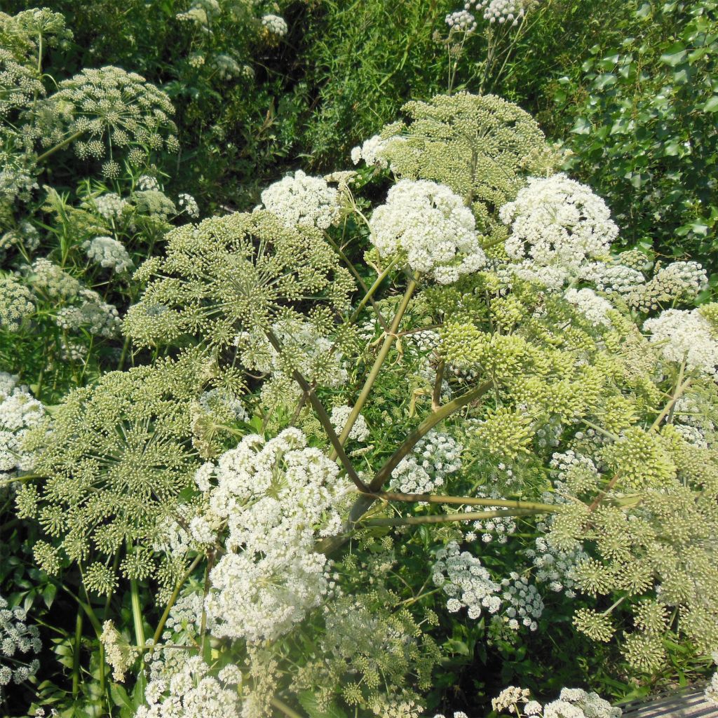 Angélique, Angelica heterocarpa