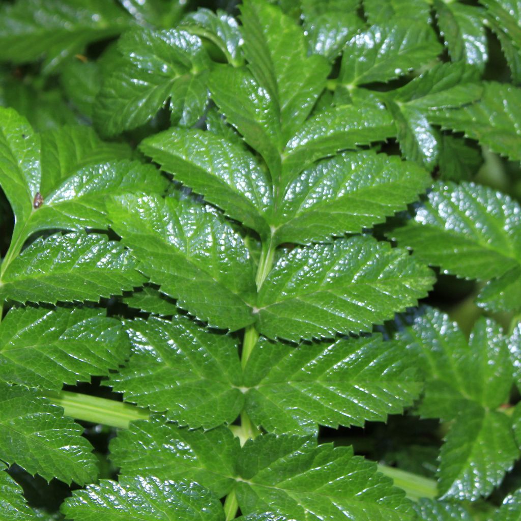 Angelica pachycarpa - Angélica de mar