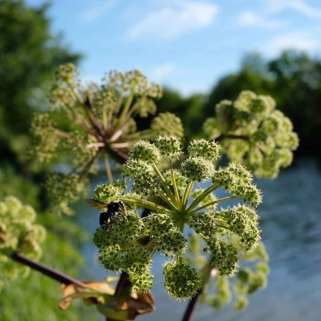 Angelica atropurpurea - Angelica tallos morados