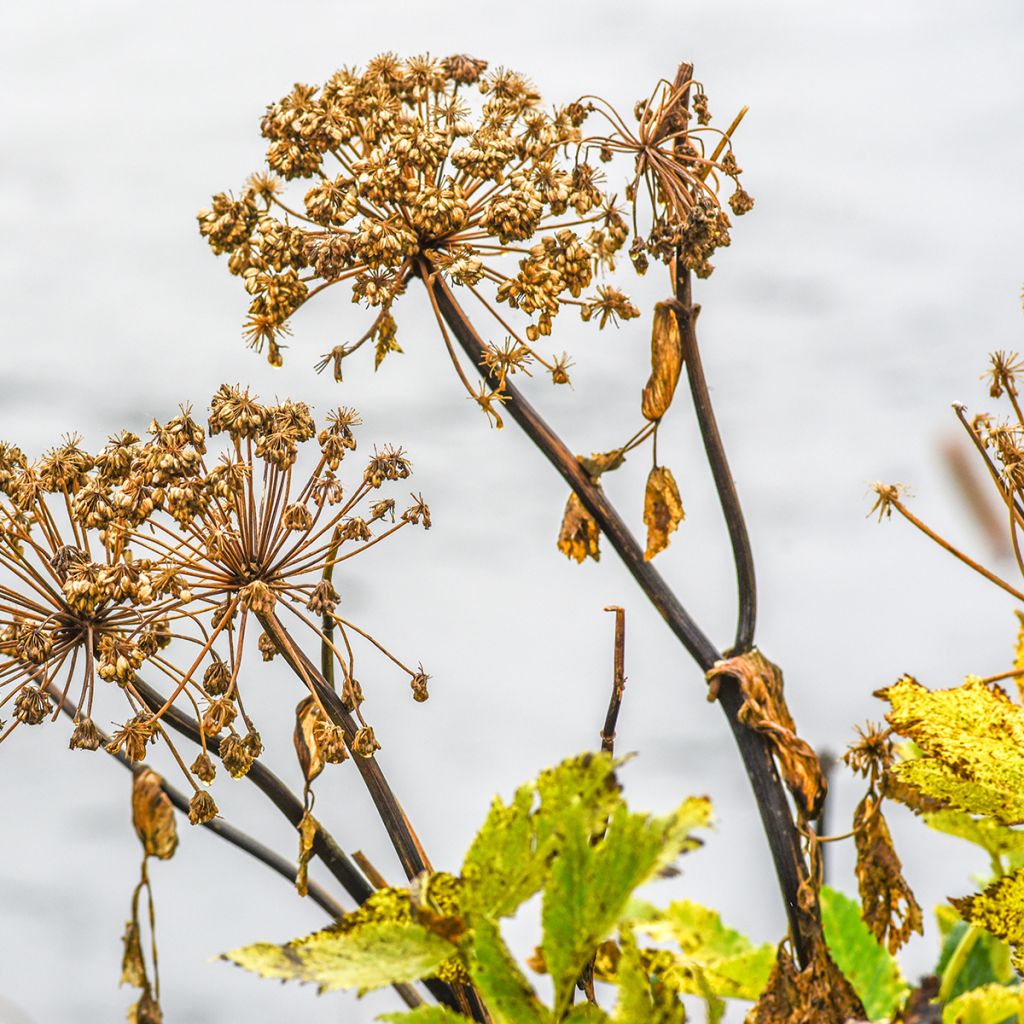 Angelica atropurpurea - Angelica tallos morados