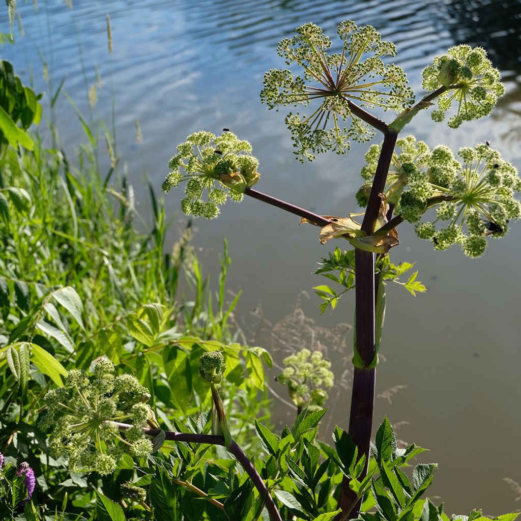 Angelica atropurpurea - Angelica tallos morados