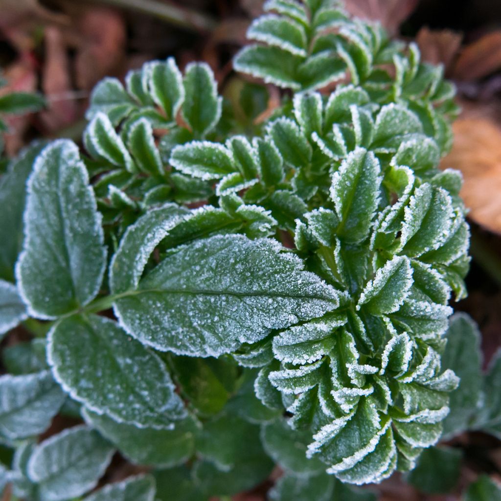 Angelica pachycarpa - Angélica de mar