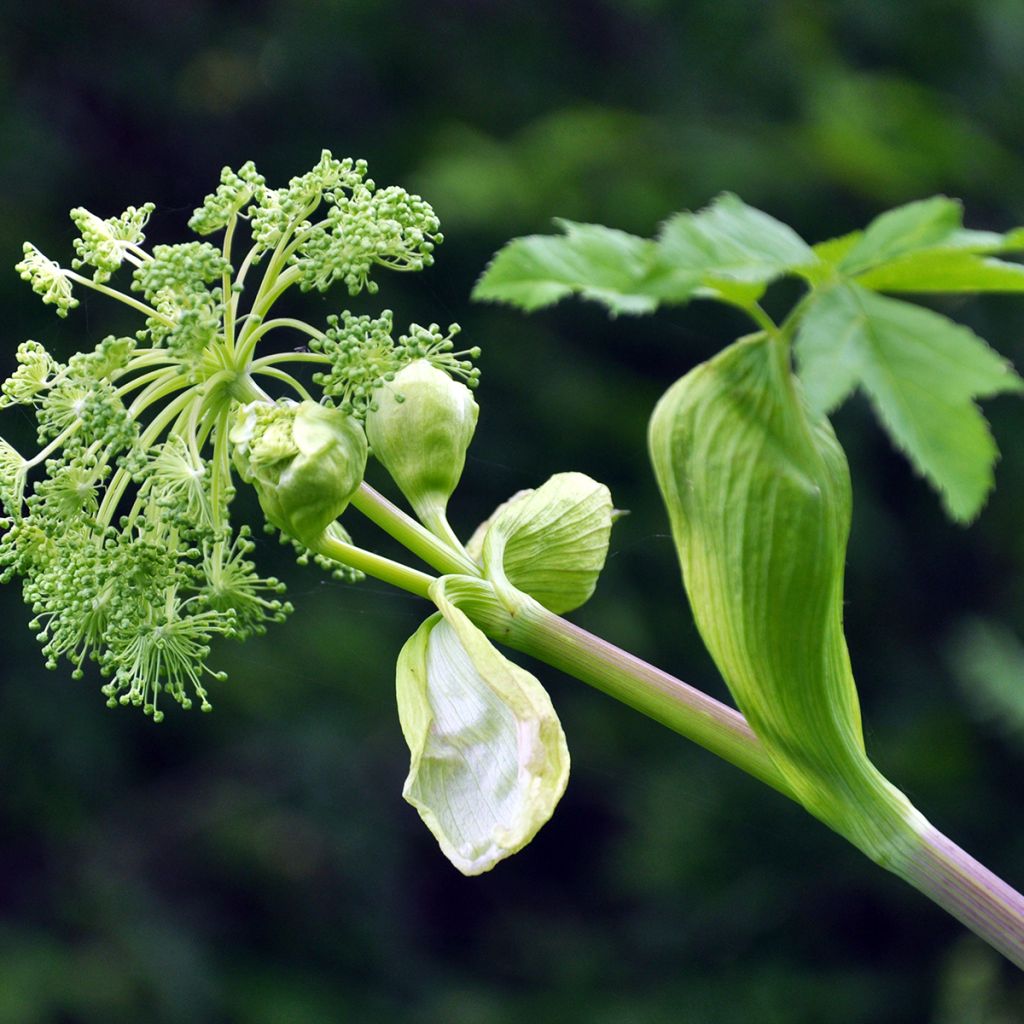 Angélica - Angelica archangelica