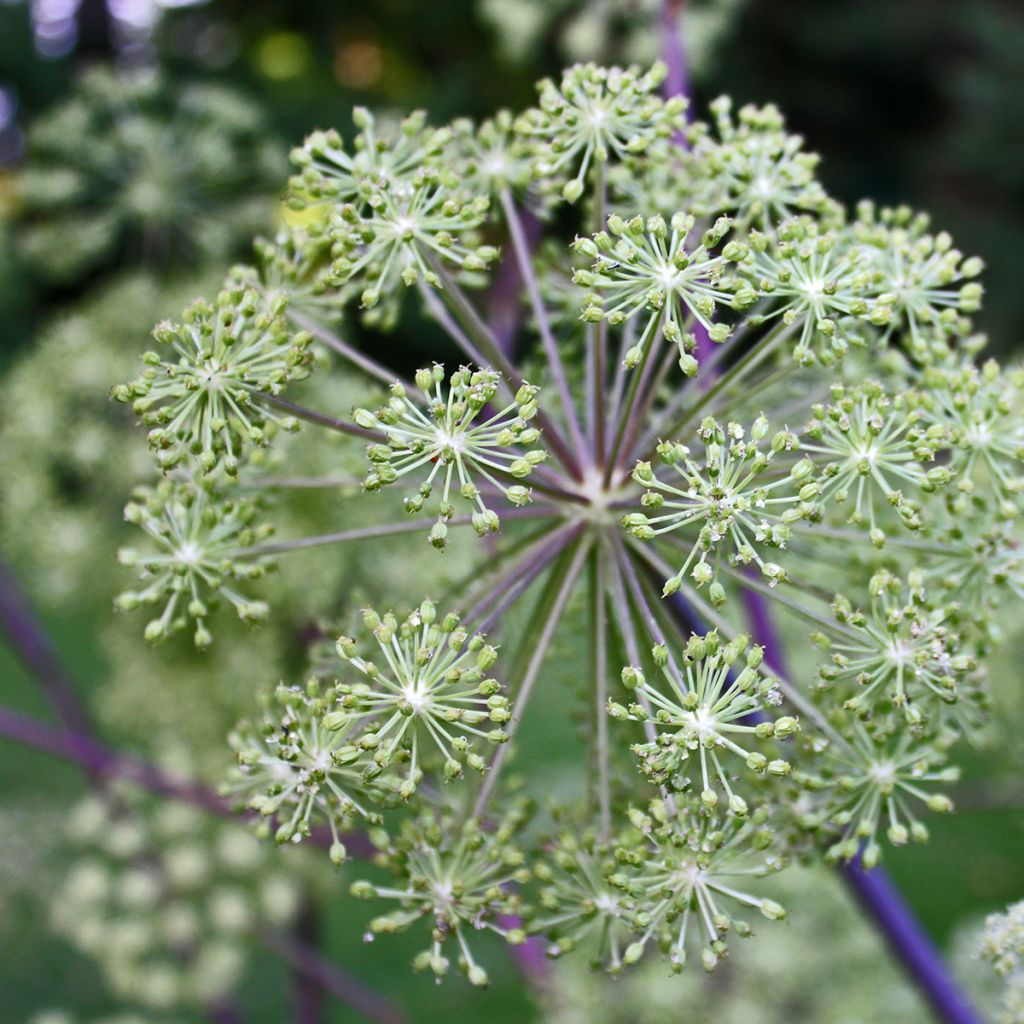 Angélica - Angelica archangelica