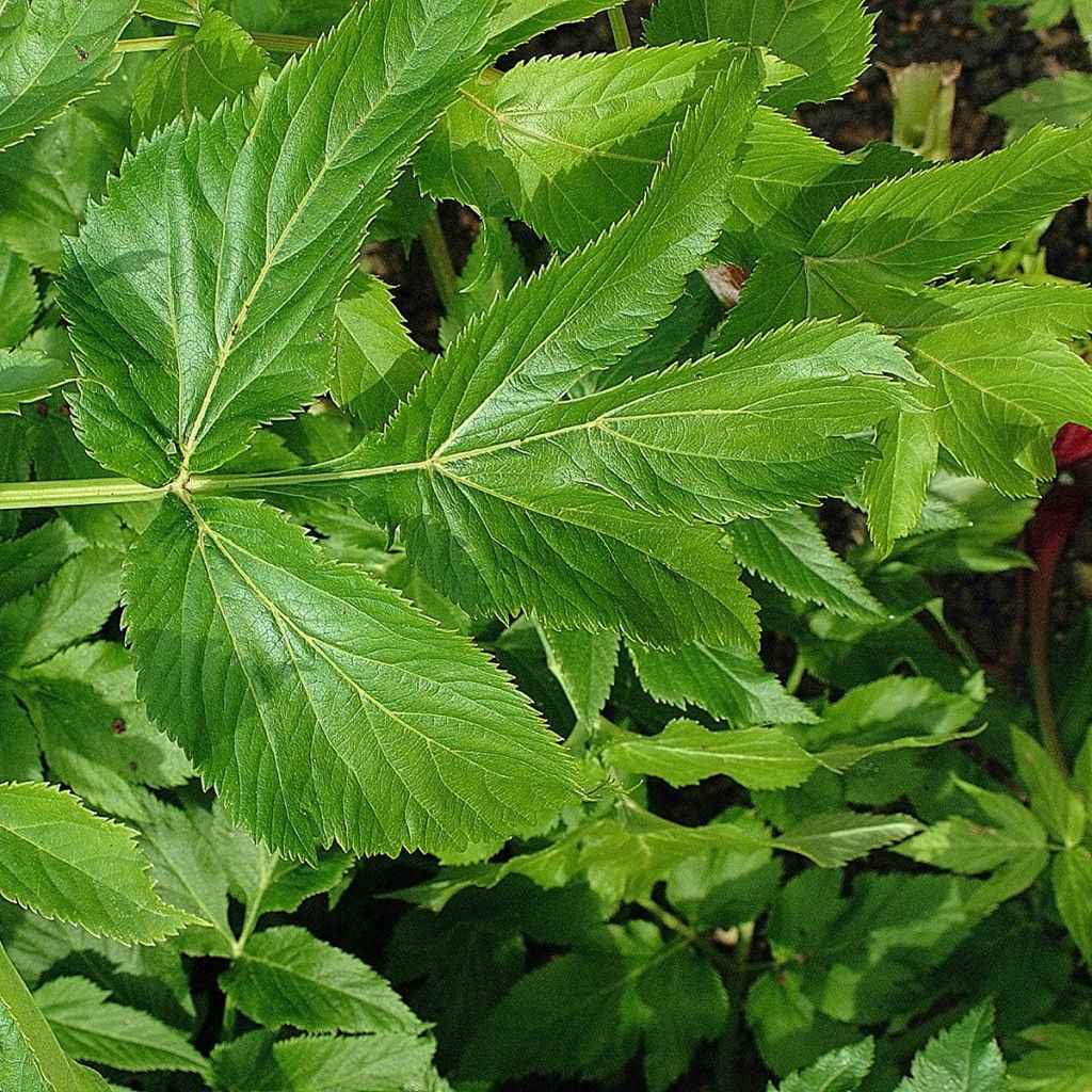 Angélica - Angelica archangelica