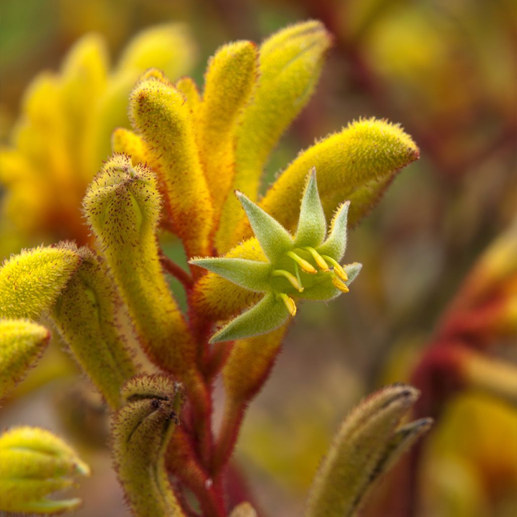 Anigozanthos Bush Bonanza 