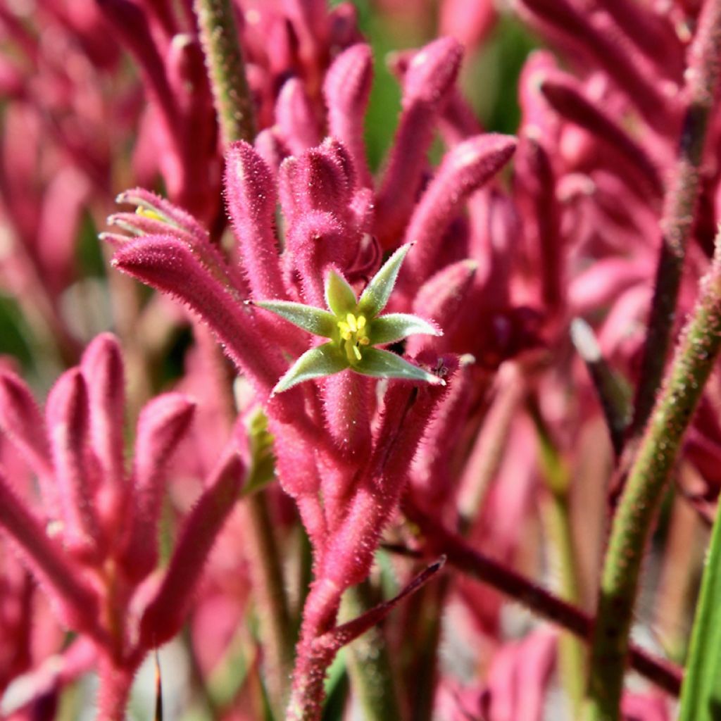 Anigozanthos flavidus Bush Pearl