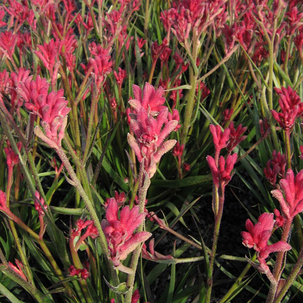 Anigozanthos flavidus Bush Pearl