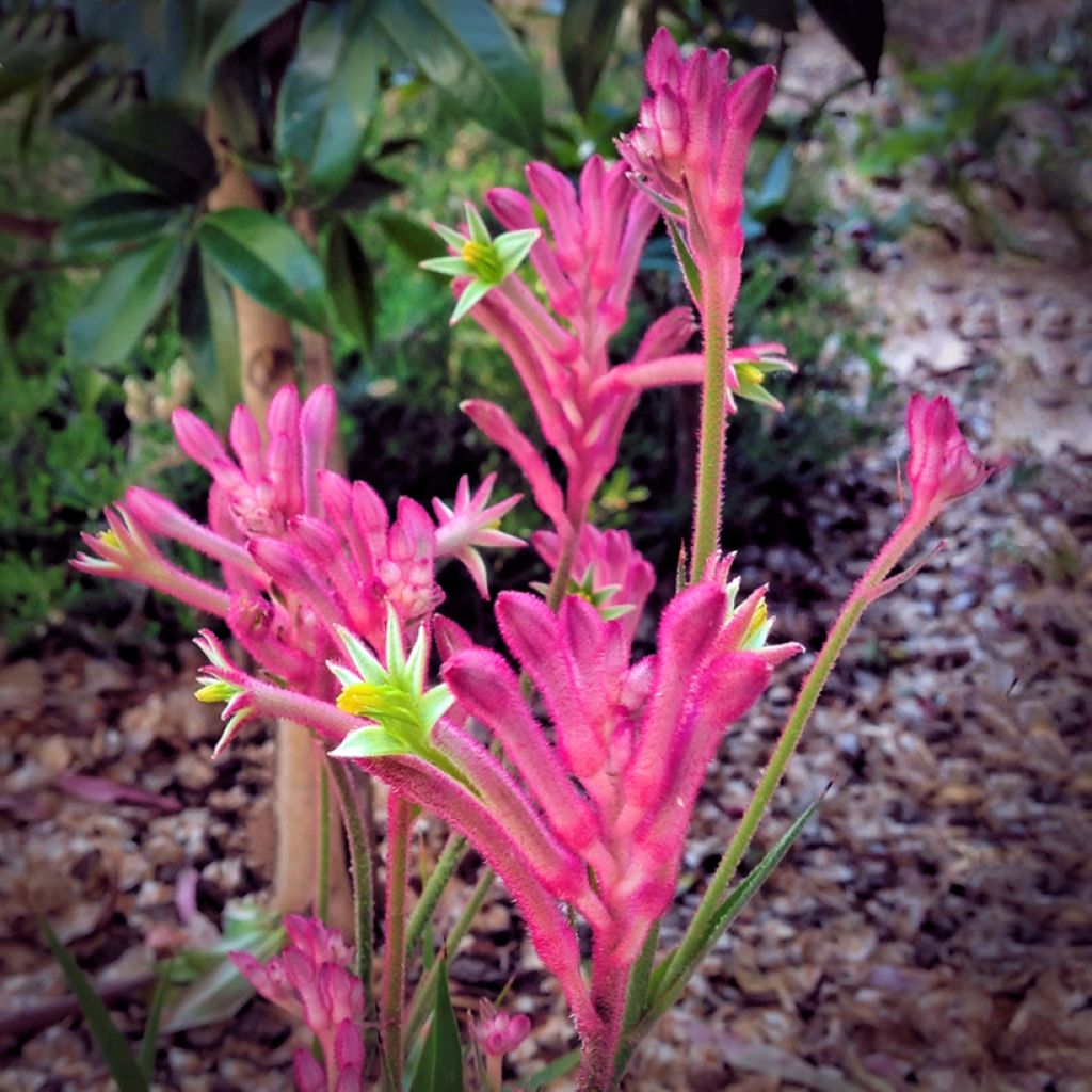 Anigozanthos Bush Pearl 