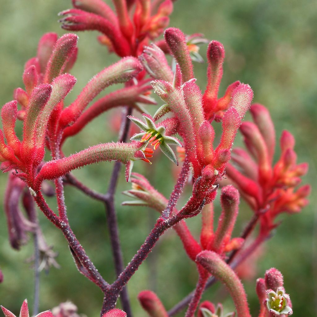 Anigozanthos flavidus - Pata de canguro