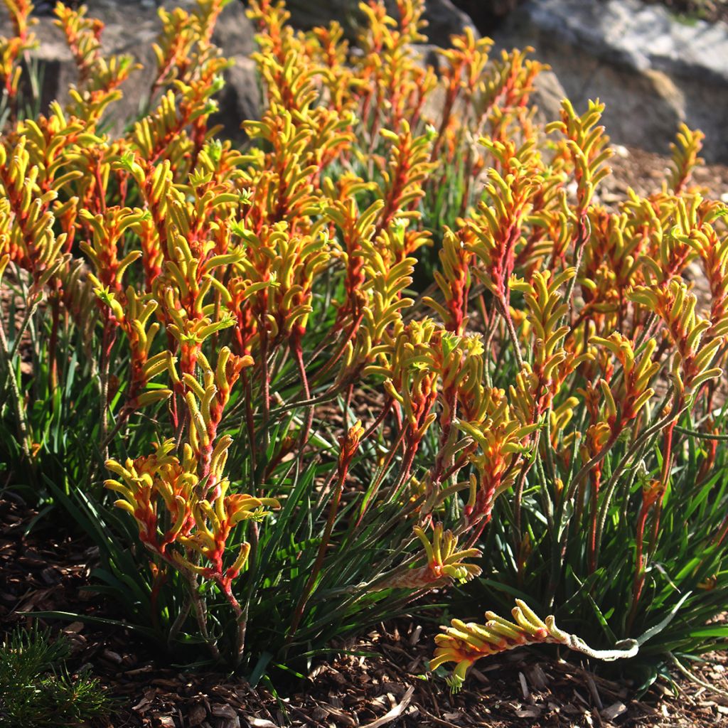 Anigozanthos flavidus - Pata de canguro